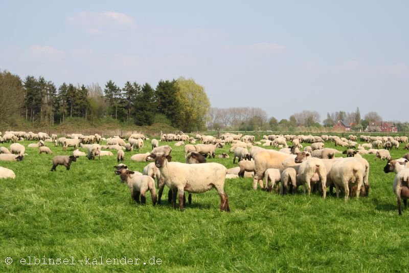 Schafe in Moorwerder